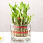 Lucky Bamboo