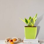 Snake Plant