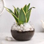 Snake Plant