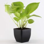 Golden Money Plant
