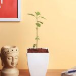 Holy Basil (Tulsi)
